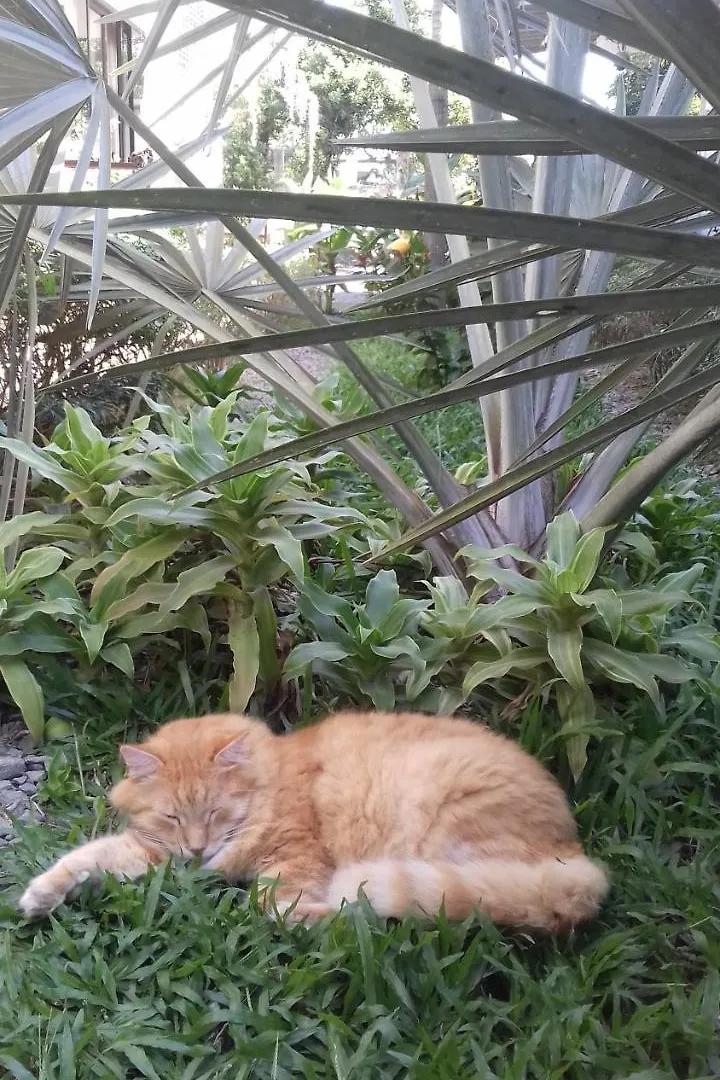 Sun Leo Hotel Σίχανουκβιλ Καμπότζη